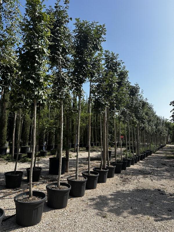 Fraxinus Ornus (Orniello) — Albero, circonferenza 14/16 cm, vaso 70 litri