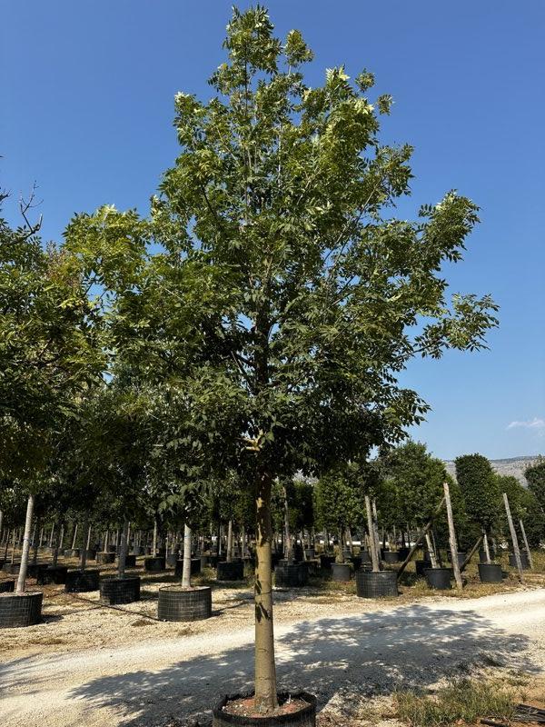 Fraxinus Ornus (Orniello) — Albero, circonferenza 40/45 cm, in rete