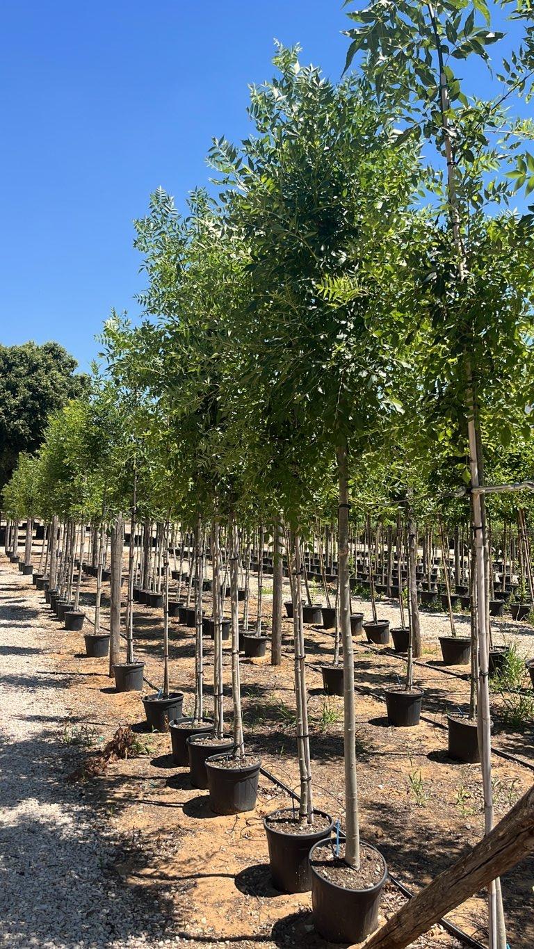 Fraxinus Ornus (Orniello) — Albero, circonferenza 6/8 cm, vaso 18 litri