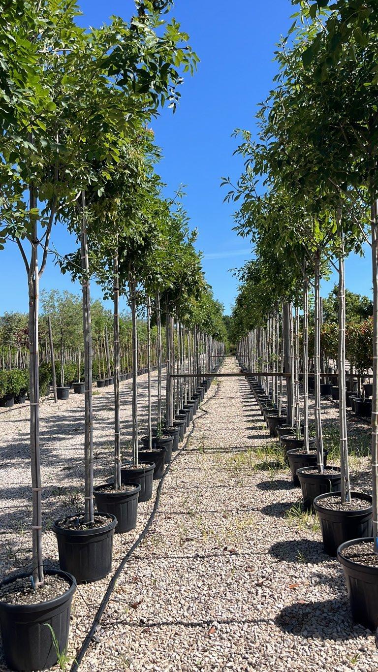Fraxinus Ornus (Orniello) — Albero, circonferenza 10/12 cm, vaso 45 litri