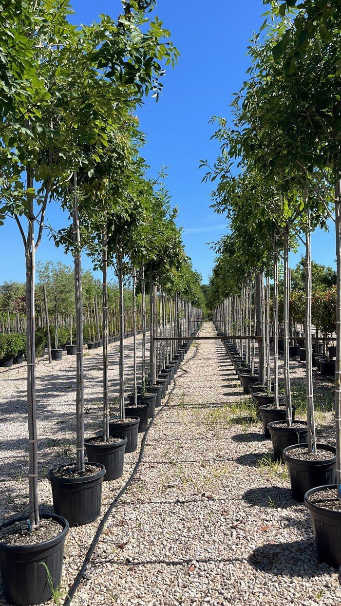 Fraxinus Ornus (Orniello) — Albero, circonferenza 10/12 cm, vaso 45 litri