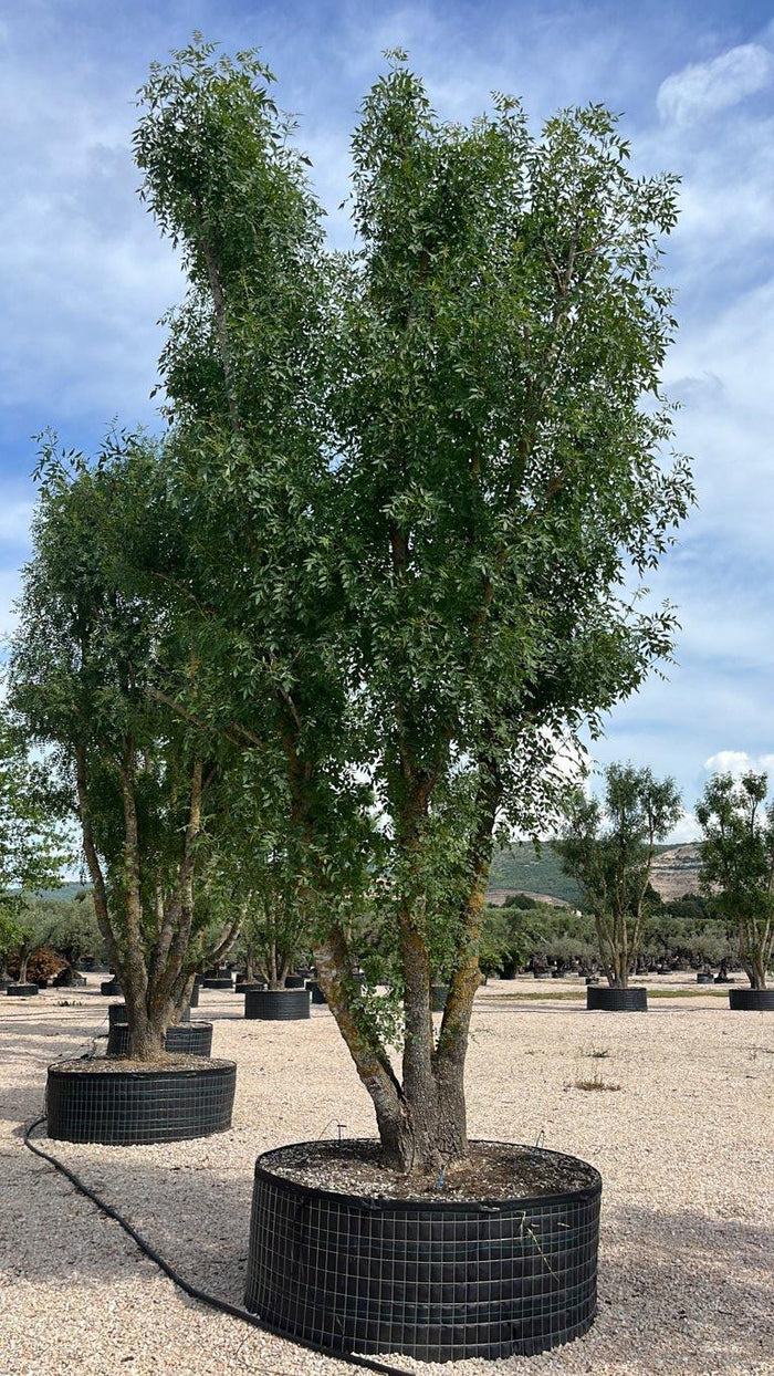 Fraxinus Ornus (Orniello) — Nuvola, altezza 500/600 cm, in rete