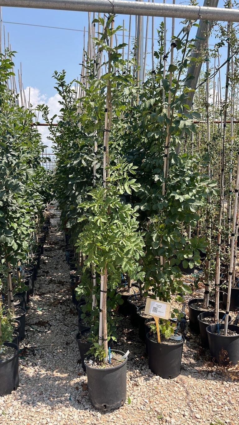 Fraxinus Ornus (Orniello) — Albero astone, vaso 9 litri
