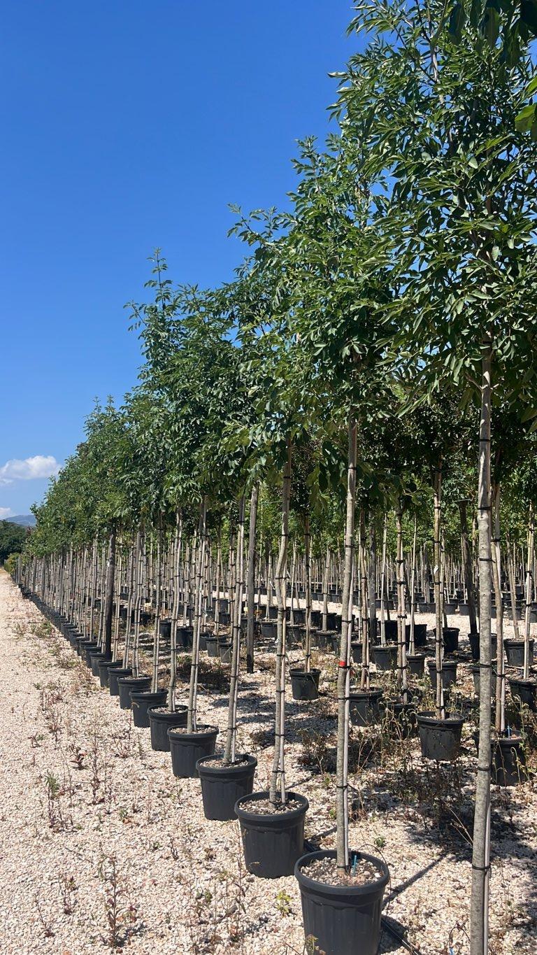 Fraxinus Ornus (Orniello) — Albero, circonferenza 8/10 cm, vaso 30 litri
