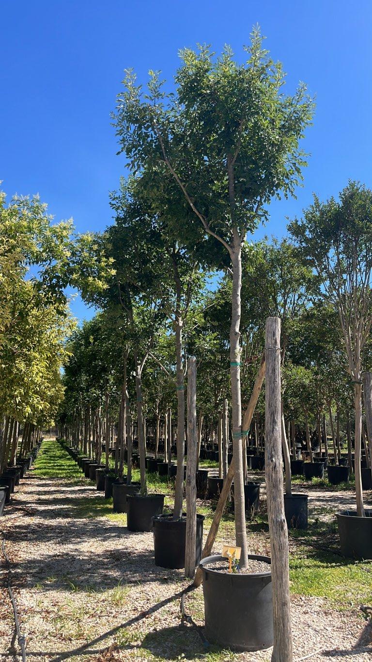 Fraxinus Ornus (Orniello) — Albero, circonferenza 20/30 cm, vaso 240 litri