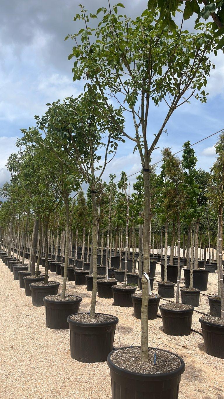 Fraxinus Ornus (Orniello) — Albero, circonferenza 16/20 cm, vaso 150 litri