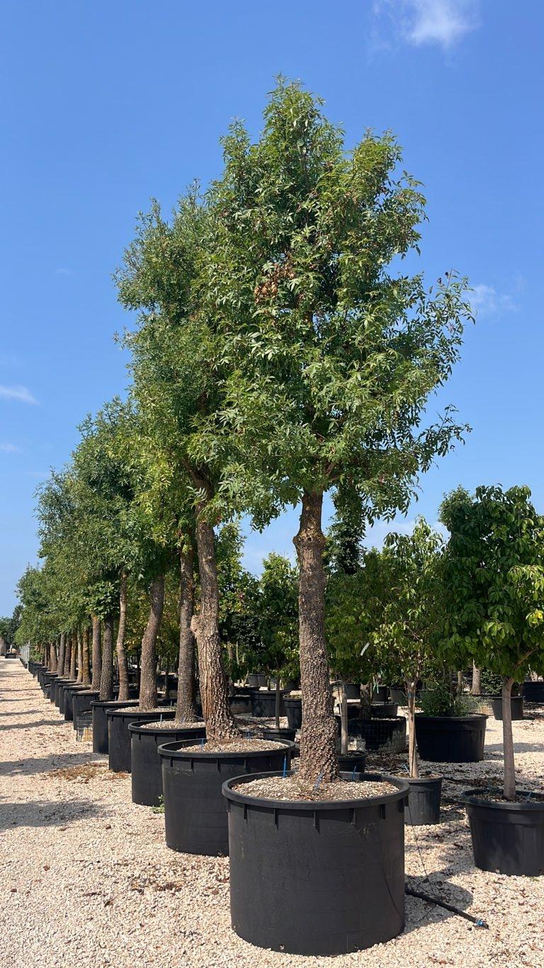 Fraxinus Ornus (Orniello) — Albero, circonferenza 40/60 cm, vaso 750 litri