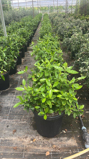 Gardenia Jasminoides (Gardenia) — vaso 25 litri