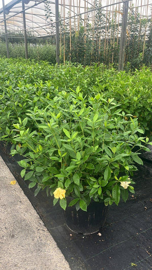 GARDENIA JASMINOIDES Gardenia