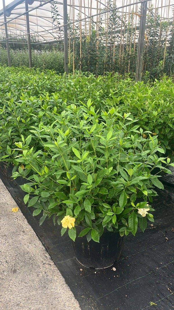 GARDENIA JASMINOIDES Gardenia