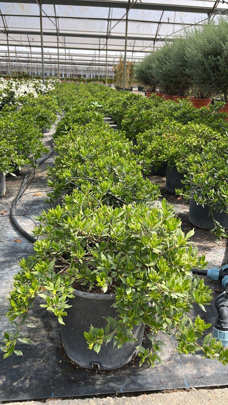 Gardenia Jasminoides Kleim's Hardy (Gardenia) — vaso 9 litri