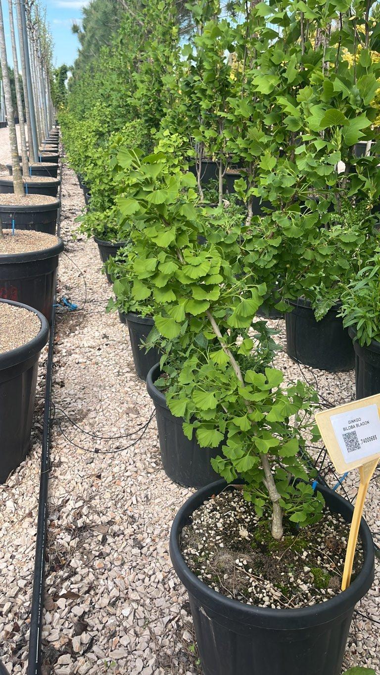 Ginkgo Biloba Blagon — Cespuglio, vaso 30 litri