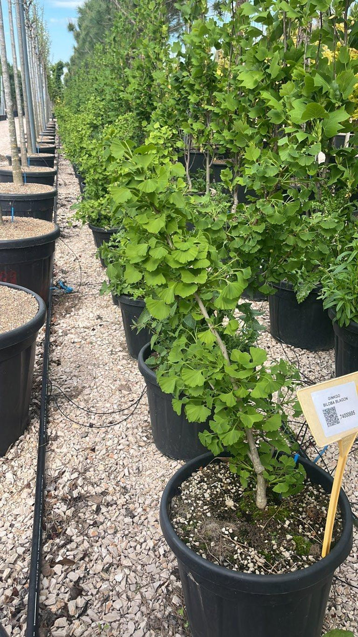 Ginkgo Biloba Blagon — Cespuglio, vaso 30 litri