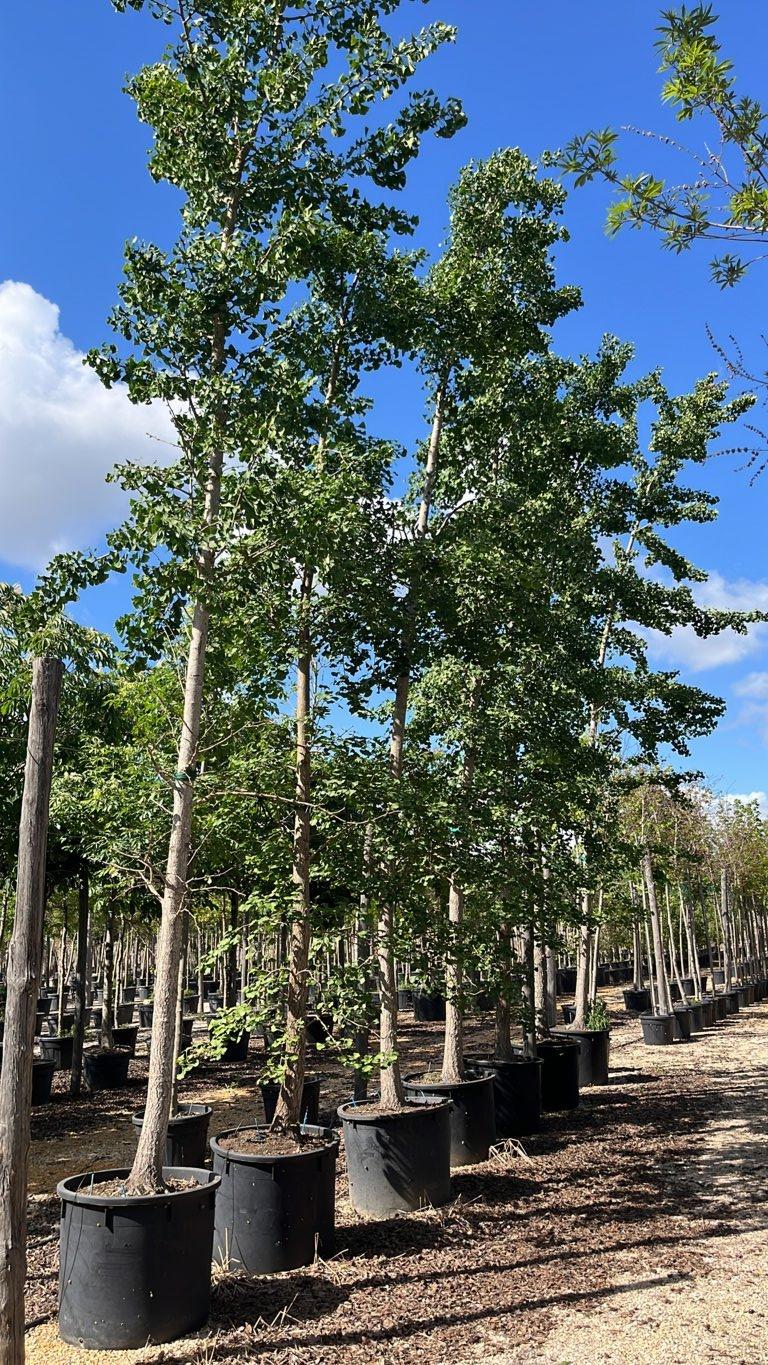 Ginkgo Biloba (Albero dei quaranta scudi) — Albero, circonferenza 35/40 cm, vaso 240 litri