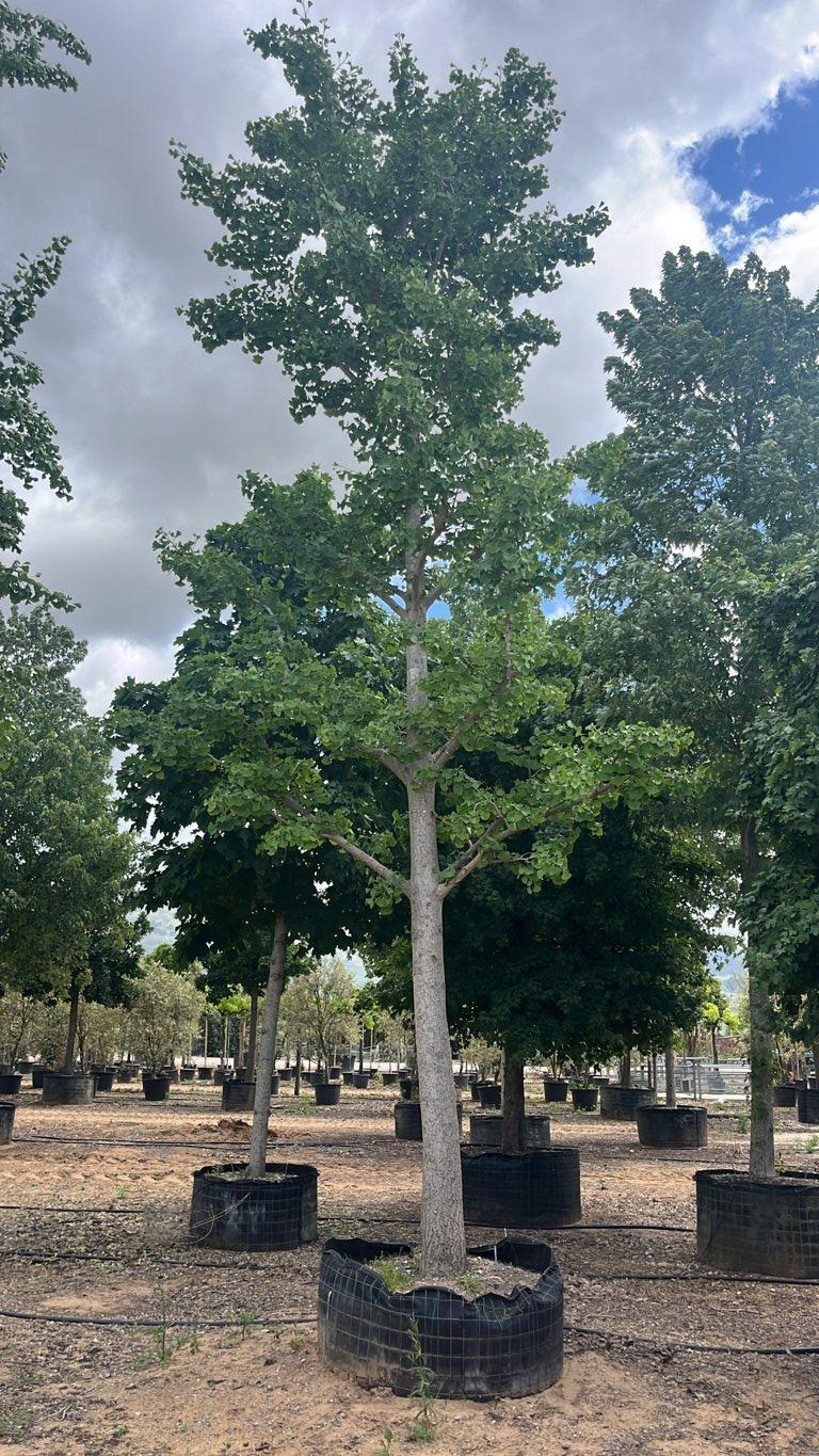 Ginkgo Biloba (Albero dei quaranta scudi) — Albero, circonferenza 50/60 cm, in rete