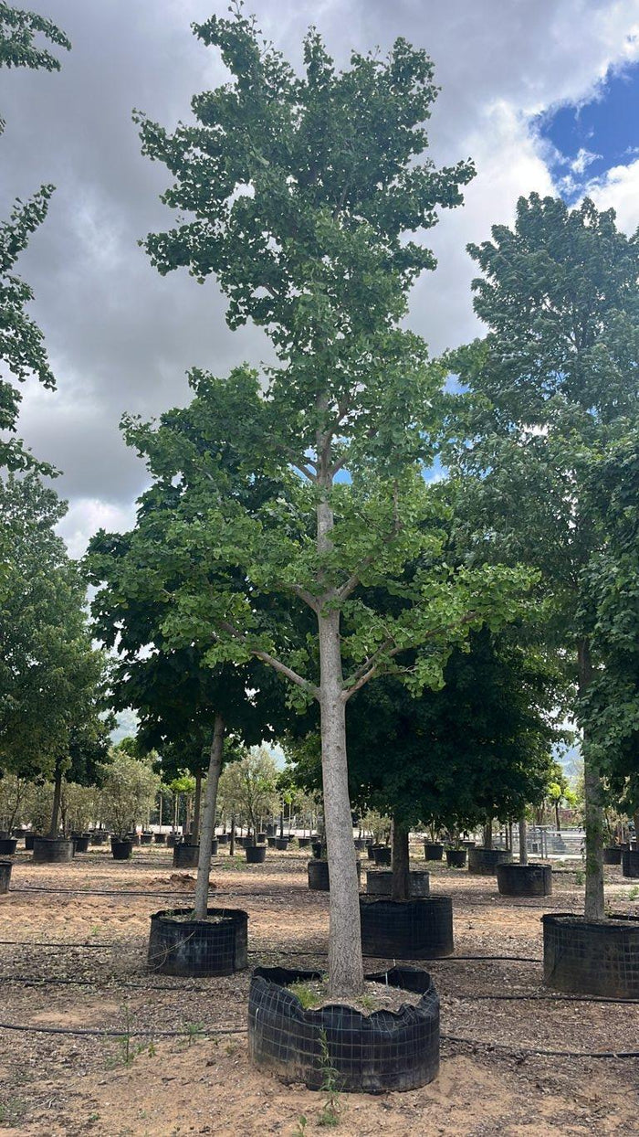 Ginkgo Biloba (Albero dei quaranta scudi) — Albero, circonferenza 50/60 cm, in rete