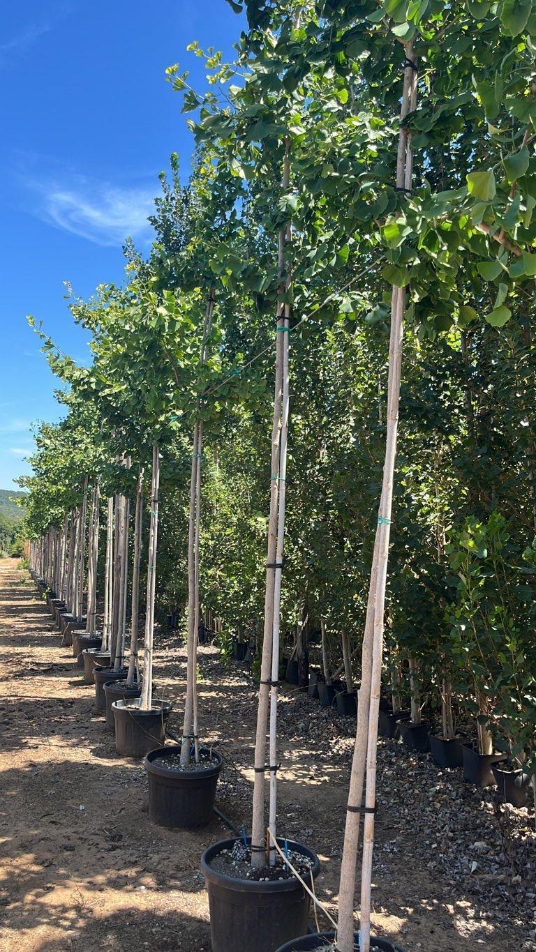 Ginkgo Biloba (Albero dei quaranta scudi) — Albero, circonferenza 12/14 cm, vaso 45 litri