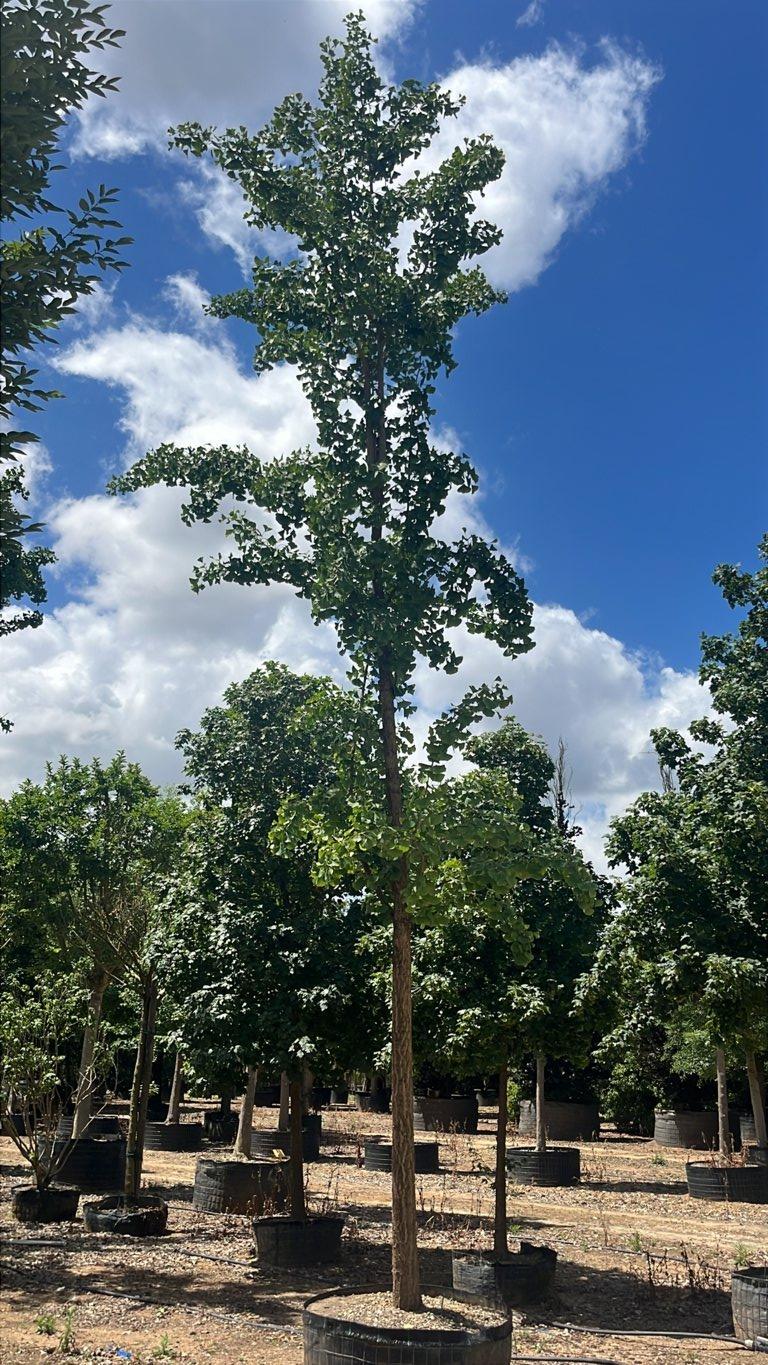 Ginkgo Biloba (Albero dei quaranta scudi) — Albero, circonferenza 35/40 cm, in rete