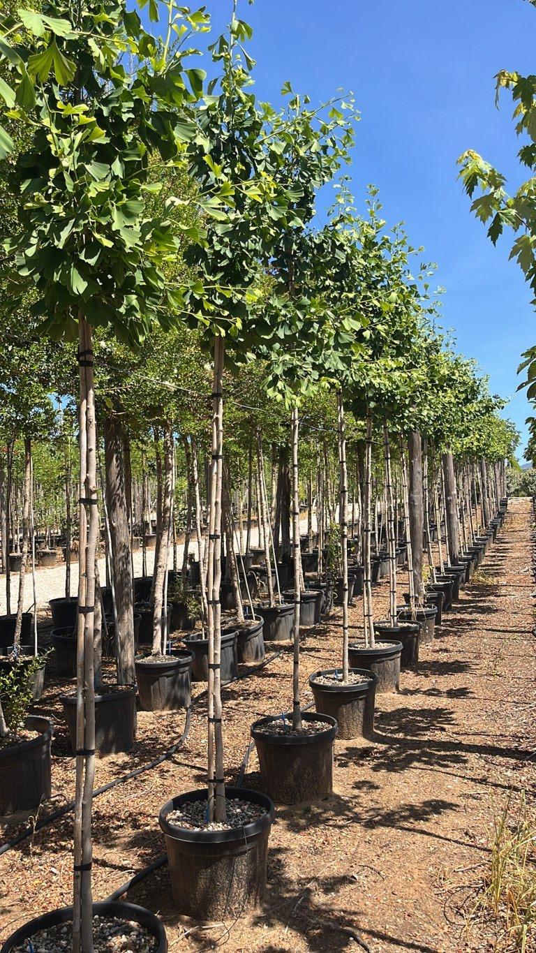 Ginkgo Biloba (Albero dei quaranta scudi) — Albero, circonferenza 8/10 cm, vaso 45 litri