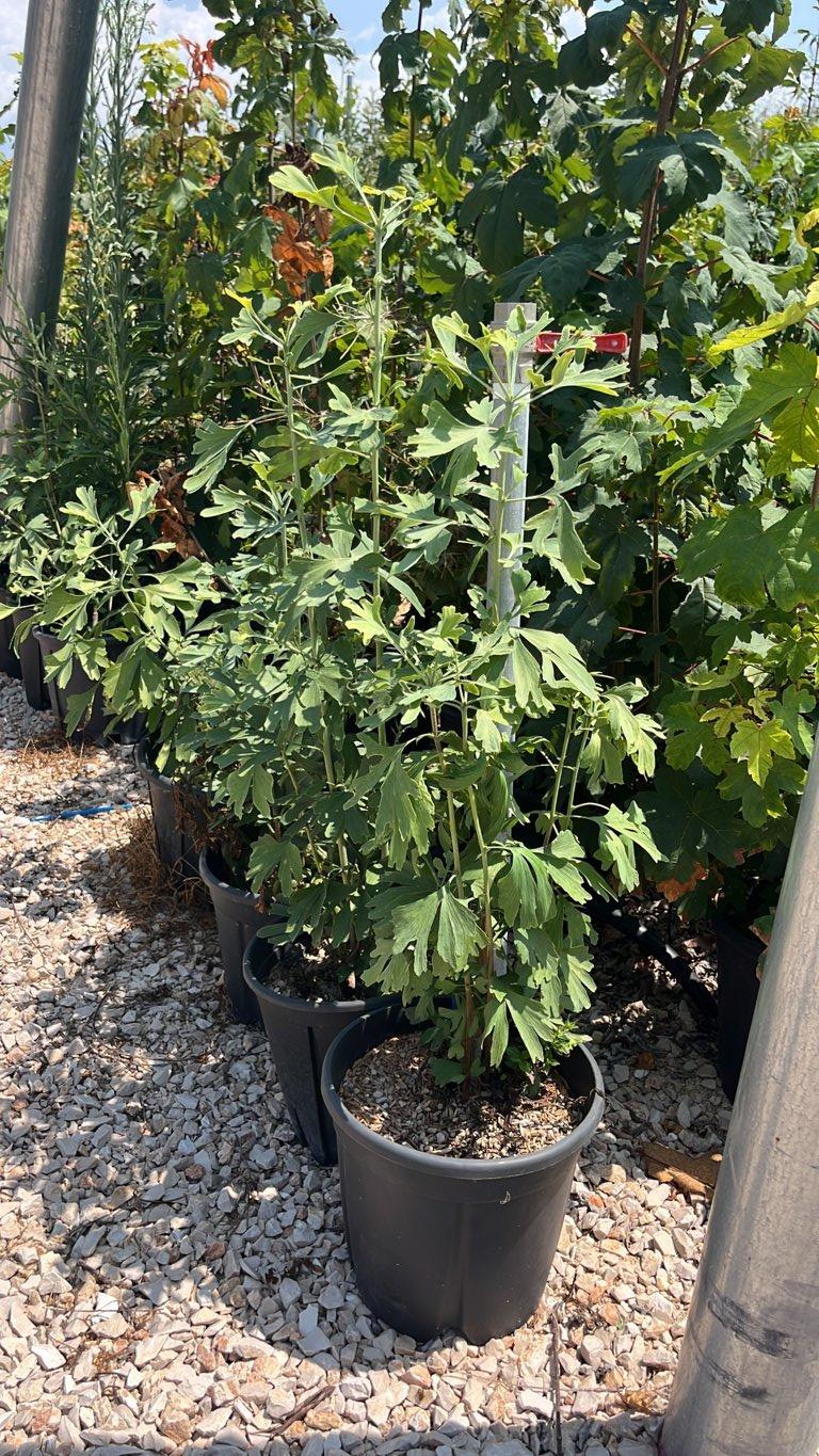 Ginkgo Biloba (Albero dei quaranta scudi) — vaso 9 litri