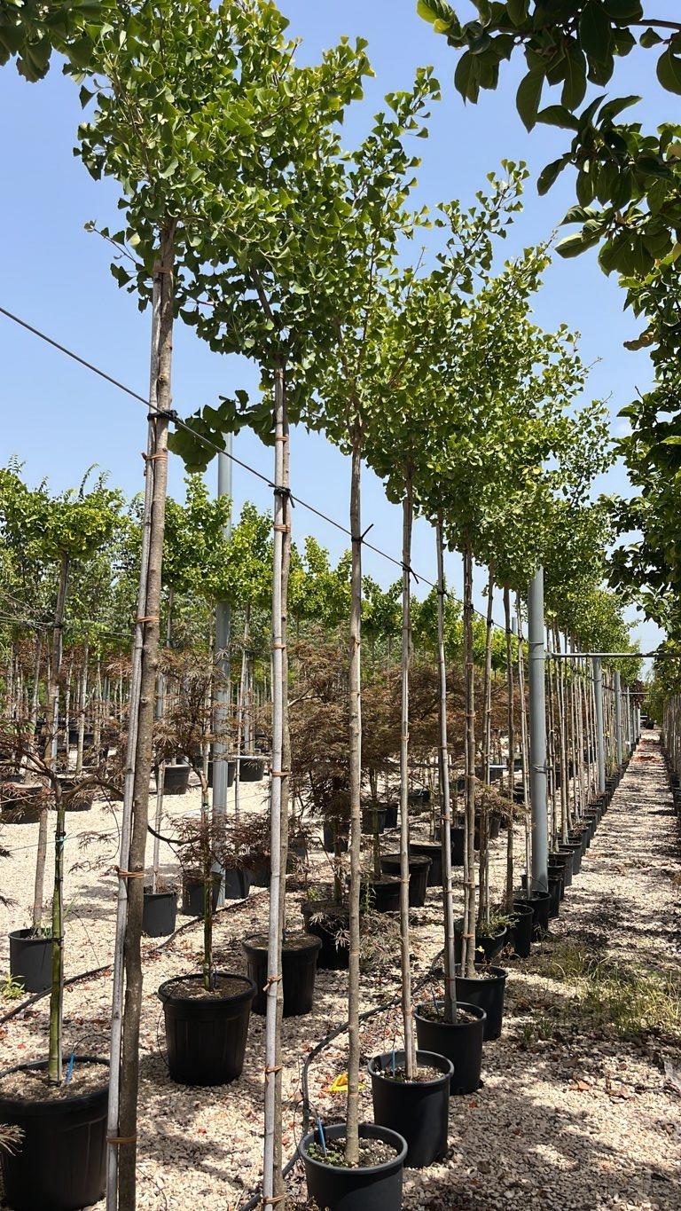 Ginkgo Biloba Golden Globe — Albero, circonferenza 8/10 cm, vaso 15 litri