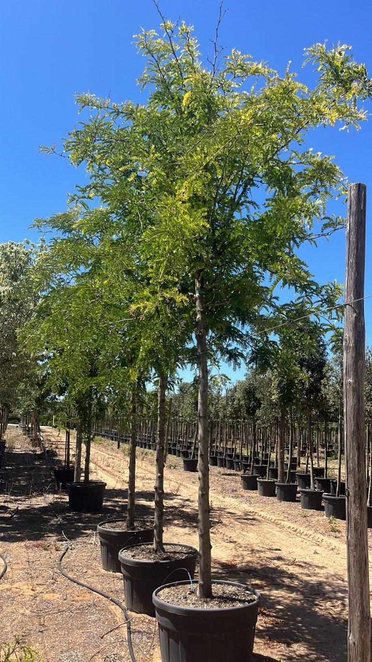 Gleditsia Triacanthos Sunburst (Spino di Giuda) — Albero, circonferenza 20/25 cm, vaso 180 litri