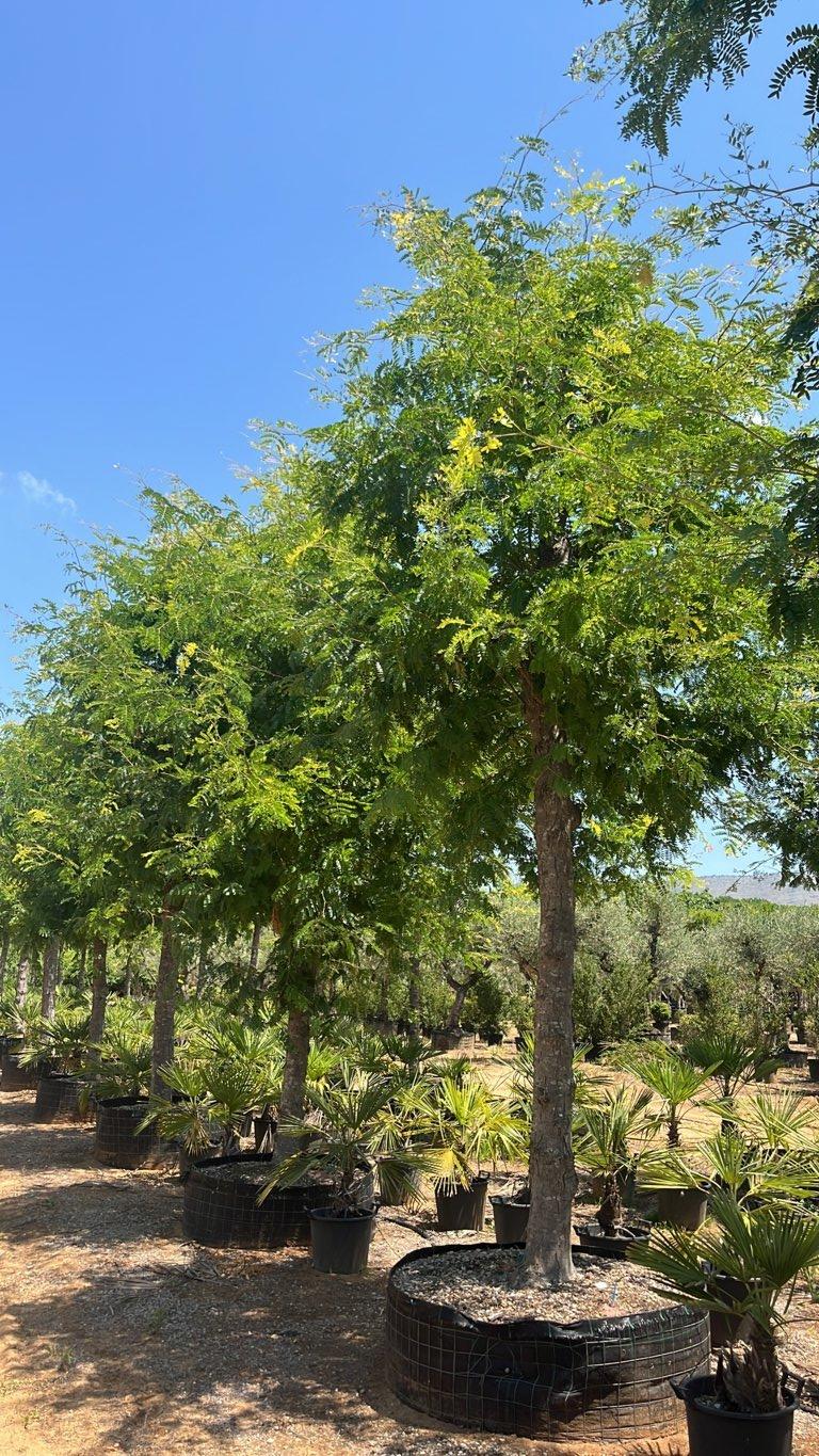 Gleditsia Triacanthos Sunburst (Spino di Giuda) — Albero, circonferenza 50/60 cm, in rete