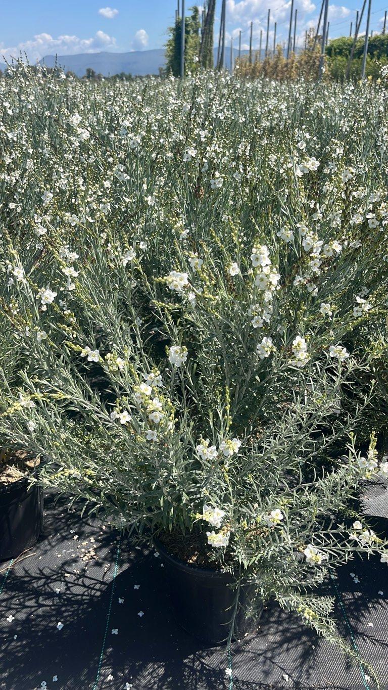 Gomphostigma Virgatum — vaso 9 litri