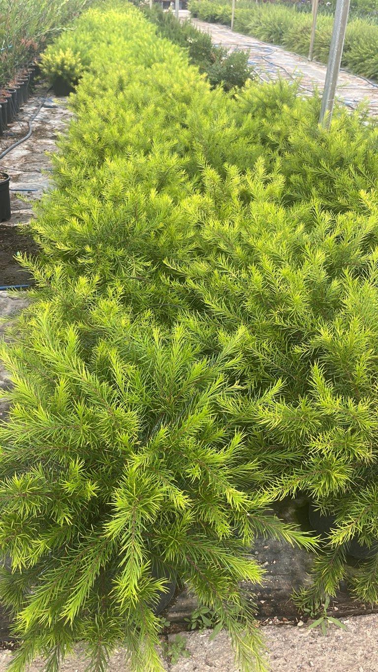 Grevillea Canberra Gem — vaso 9 litri
