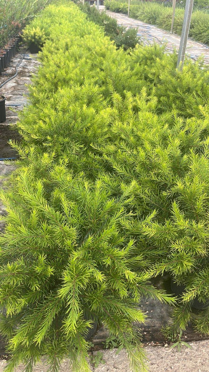 Grevillea Canberra Gem — vaso 9 litri