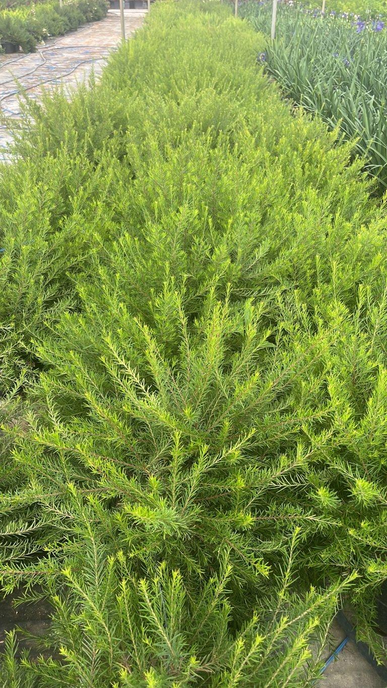 Grevillea Clearview David — vaso 9 litri