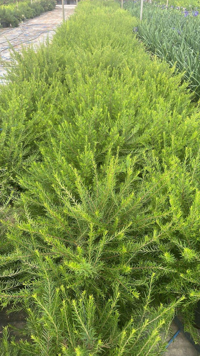 Grevillea Clearview David — vaso 9 litri