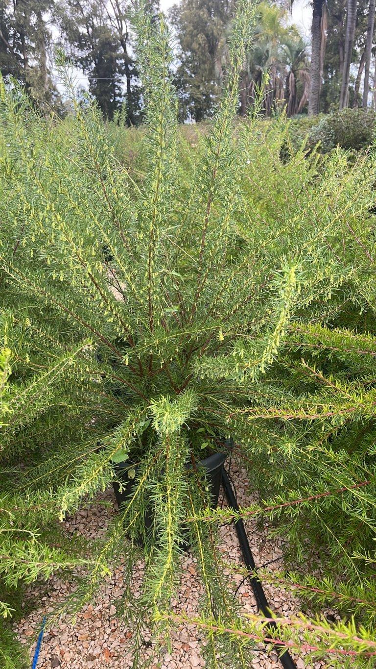 Grevillea Gracilis Alba — vaso 30 litri