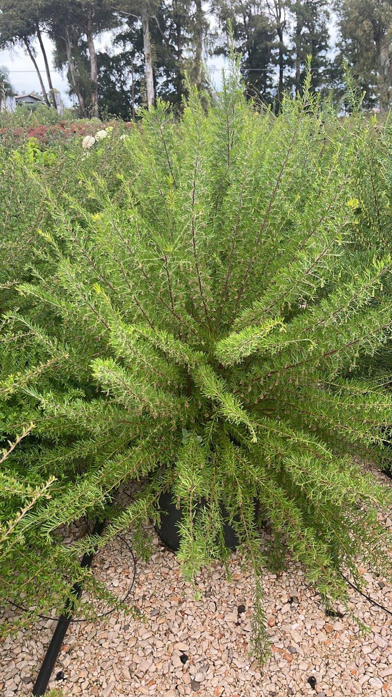 Grevillea Gracilis Rosea — vaso 30 litri