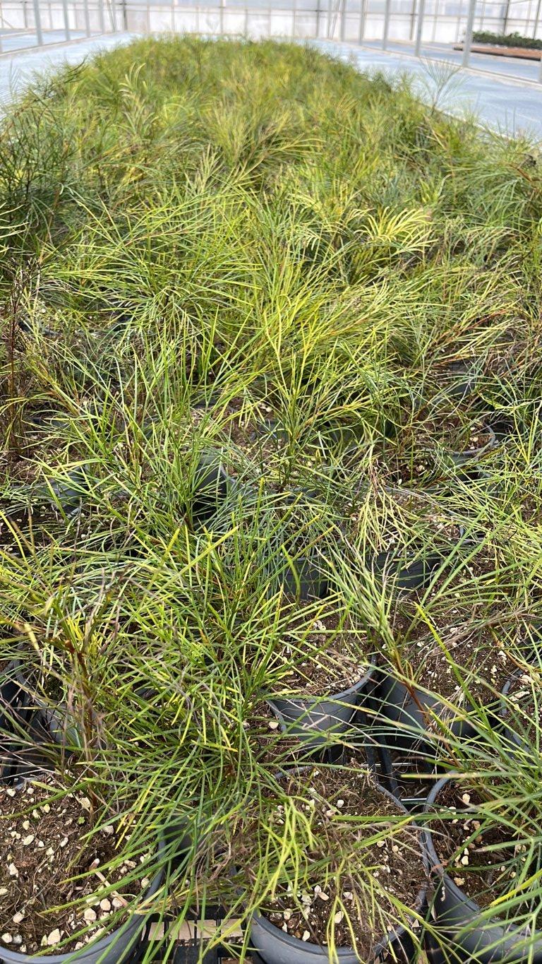 Grevillea Johnsonii — vaso 1,5 litri