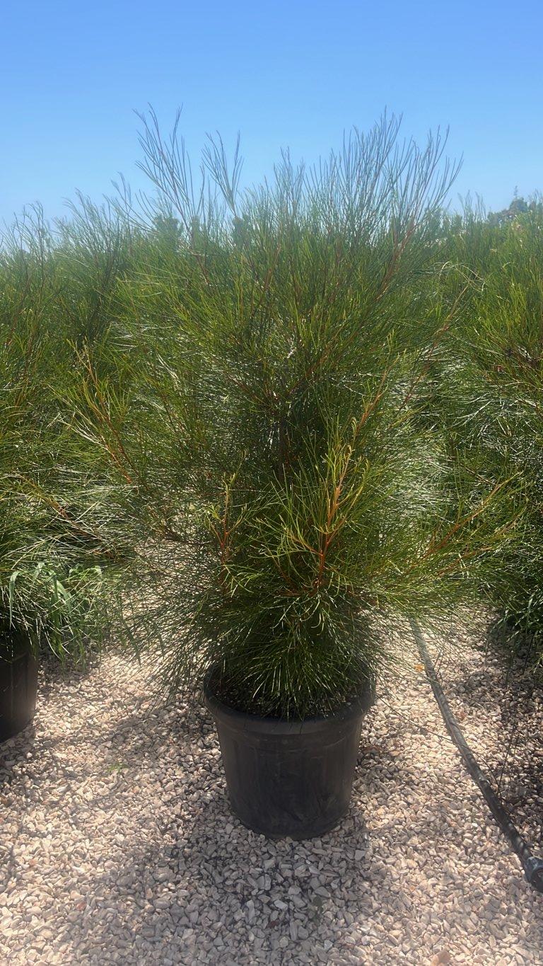 Grevillea Johnsonii — Cespuglio, altezza 100/150 cm, vaso 35 litri