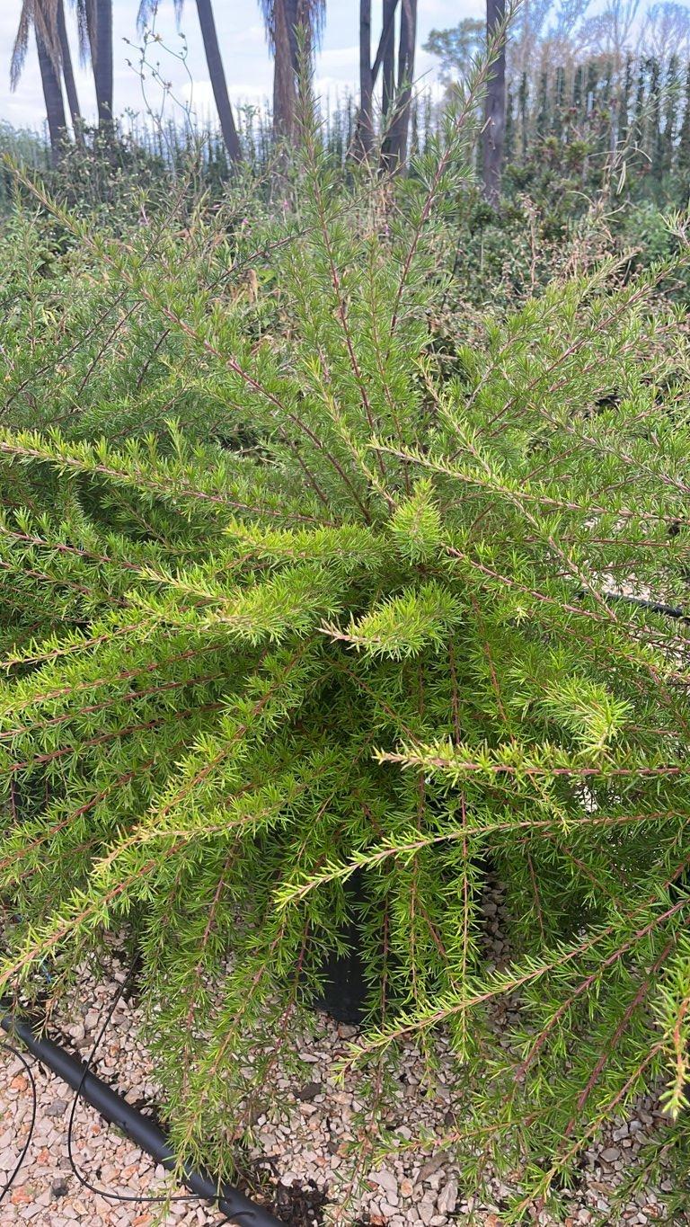 Grevillea Juniperina — vaso 30 litri