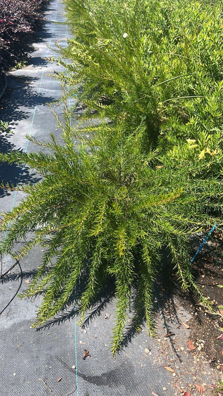 Grevillea Juniperina — vaso 9 litri