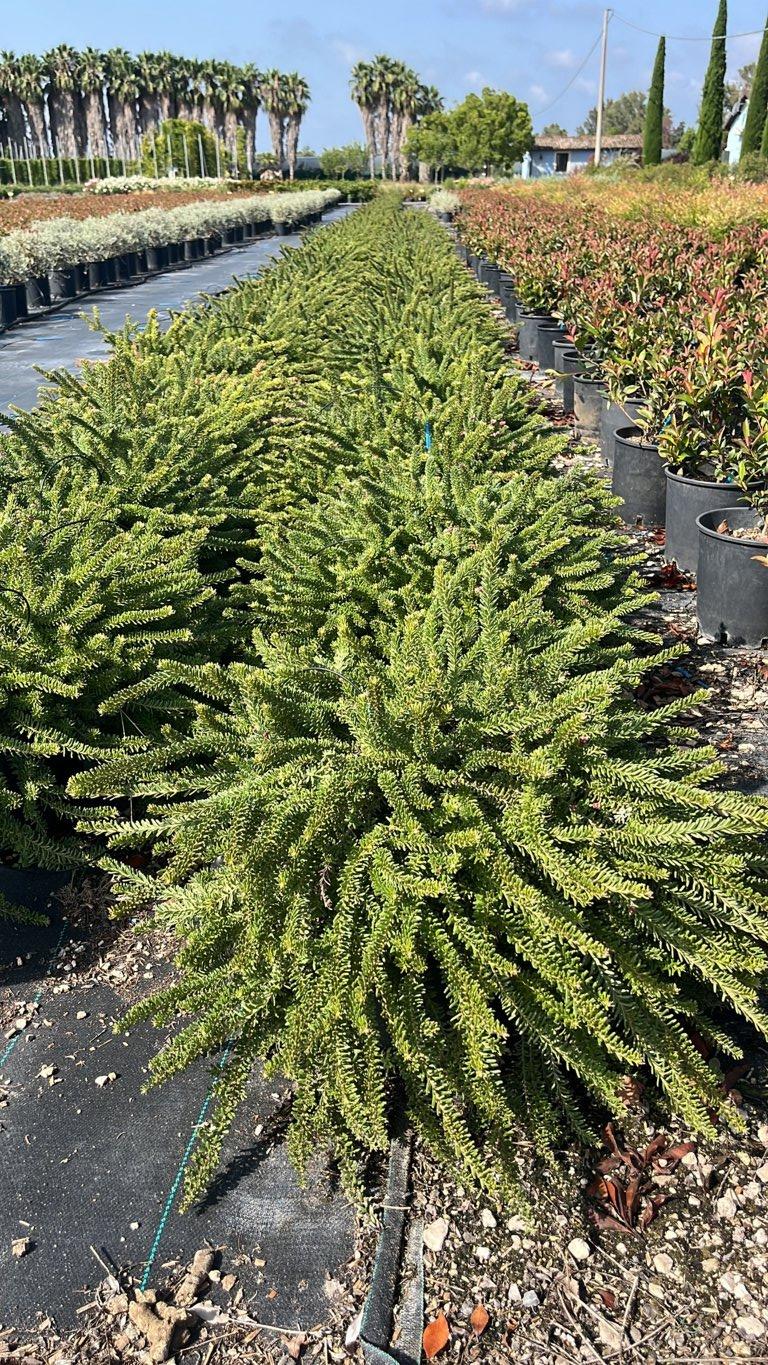 Grevillea Lanigera Tamboritha — vaso 18 litri