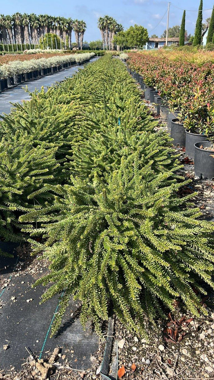 Grevillea Lanigera Tamboritha — vaso 18 litri