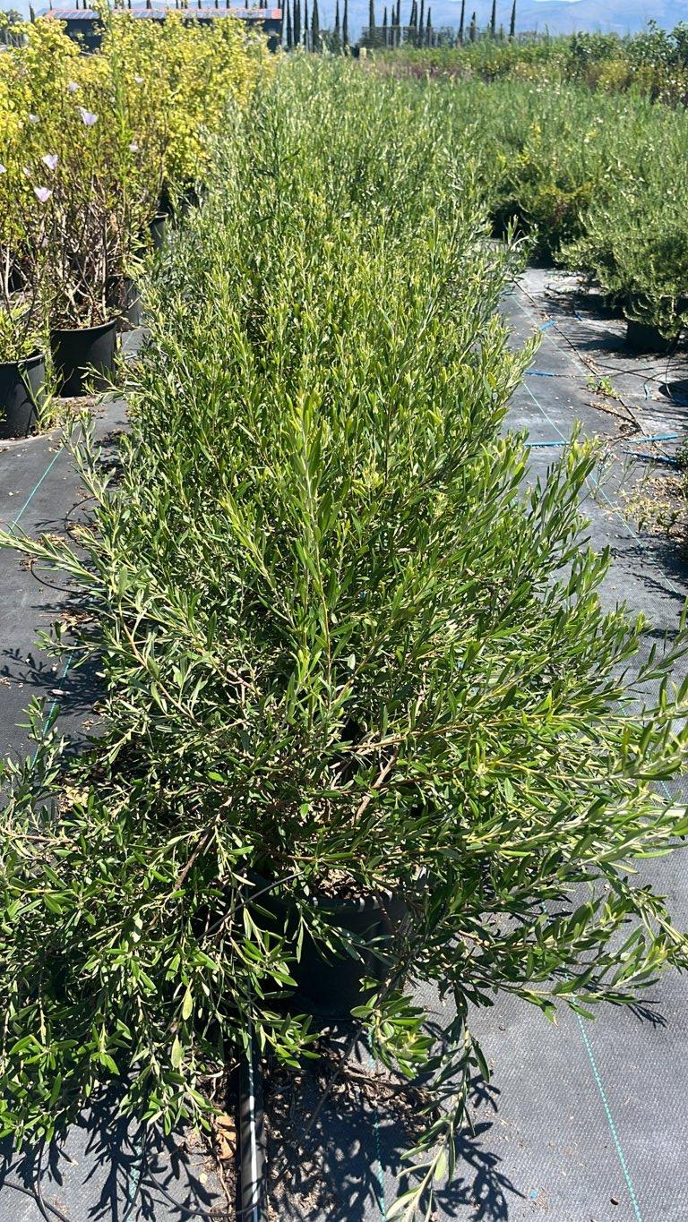 Grevillea Olivacea — vaso 9 litri