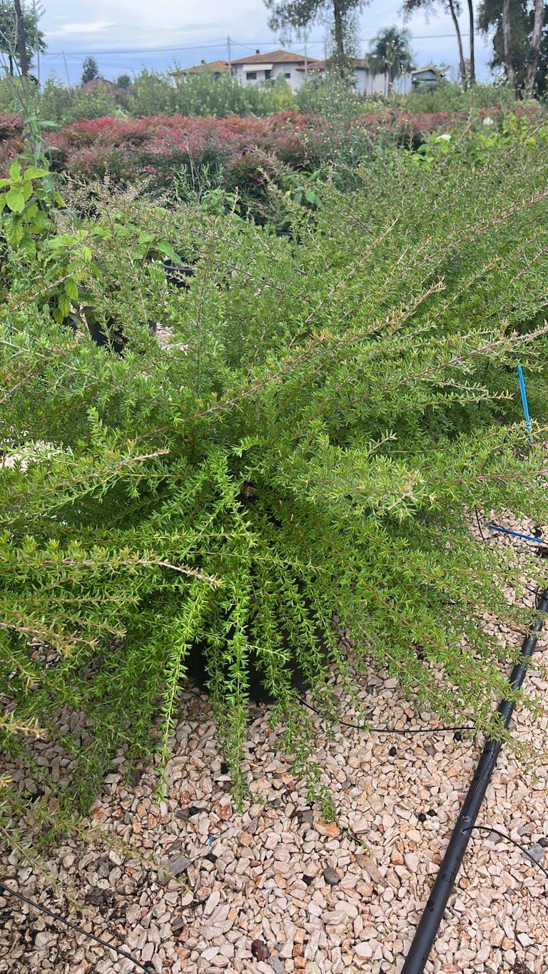 Grevillea Poorinda Rondeau — vaso 30 litri