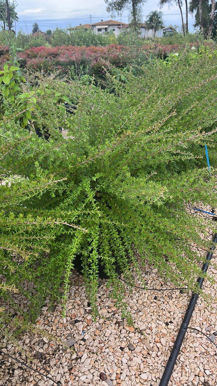 Grevillea Poorinda Rondeau — vaso 30 litri