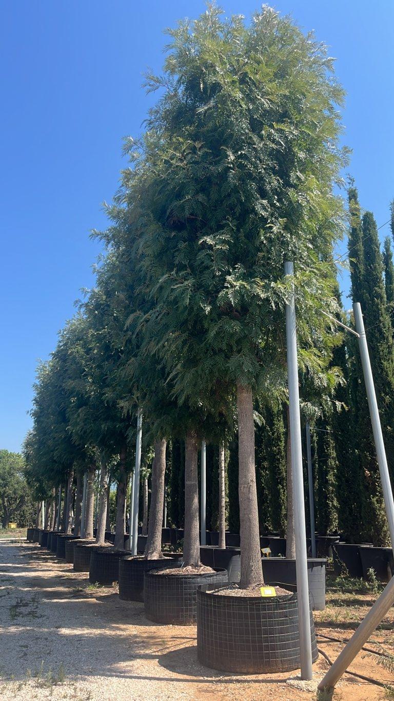 Grevillea Robusta (Quercia serica) — Albero, circonferenza 70/80 cm, in rete