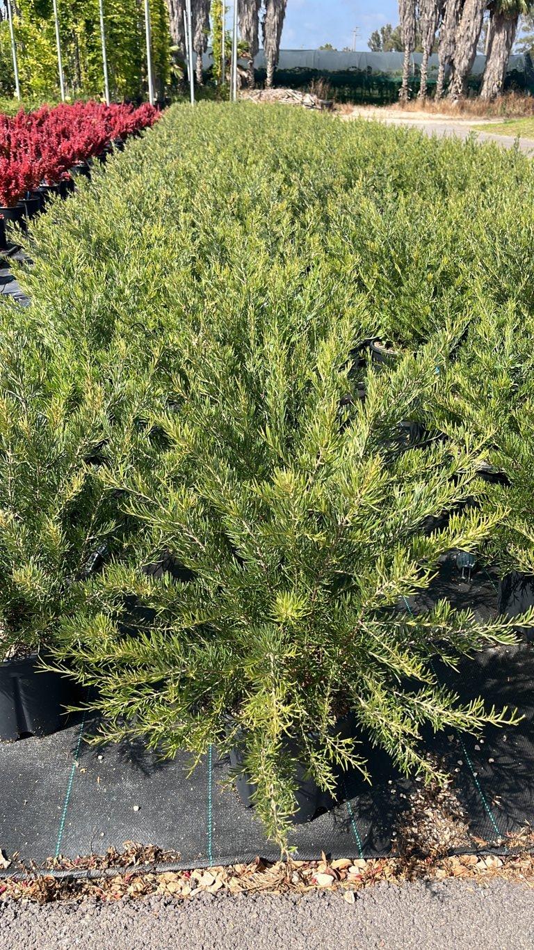Grevillea Rosmarinifolia — vaso 9 litri