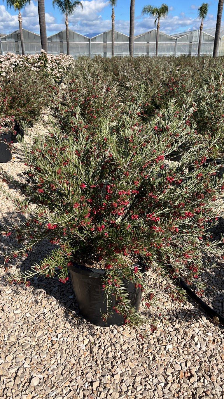 Grevillea Rosmarinifolia — vaso 30 litri