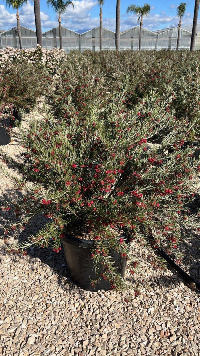 Grevillea Rosmarinifolia — vaso 30 litri