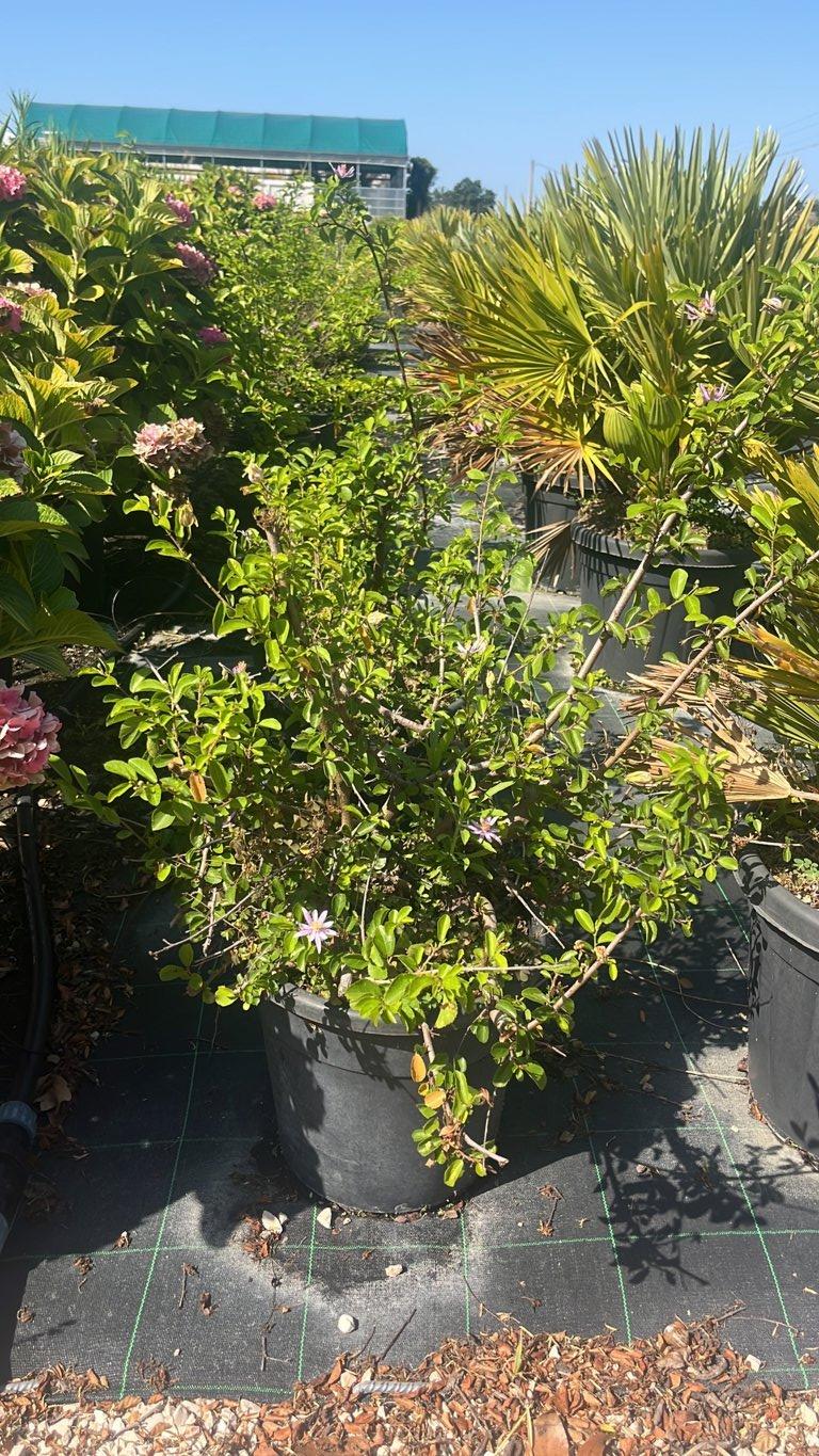 Grewia Occidentalis (Stella di Lavanda) — vaso 15 litri