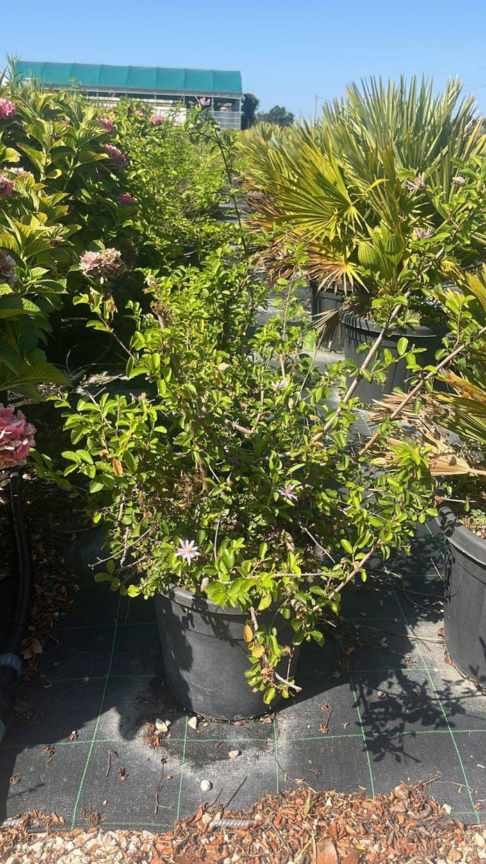 Grewia Occidentalis (Stella di Lavanda) — vaso 15 litri