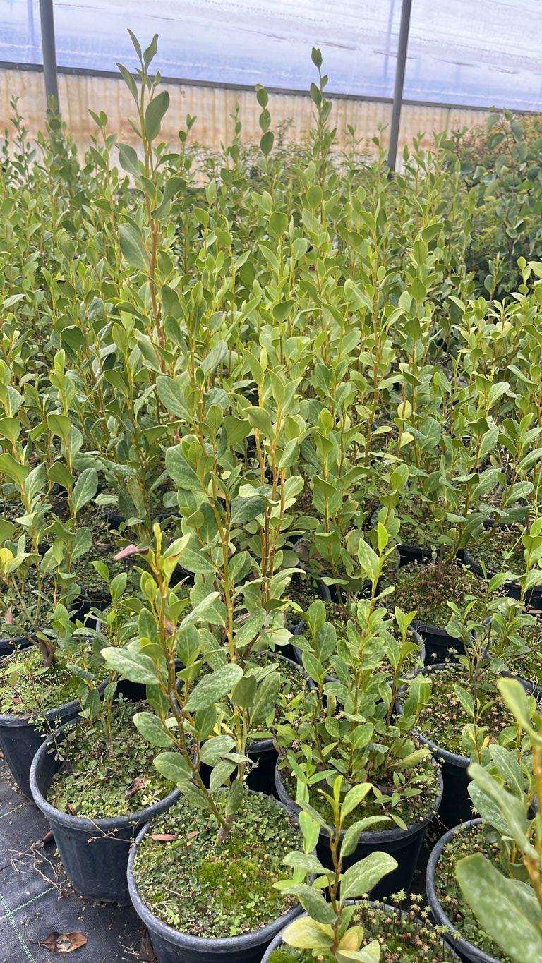 Griselinia Littoralis Green Horizon — vaso 1,5 litri